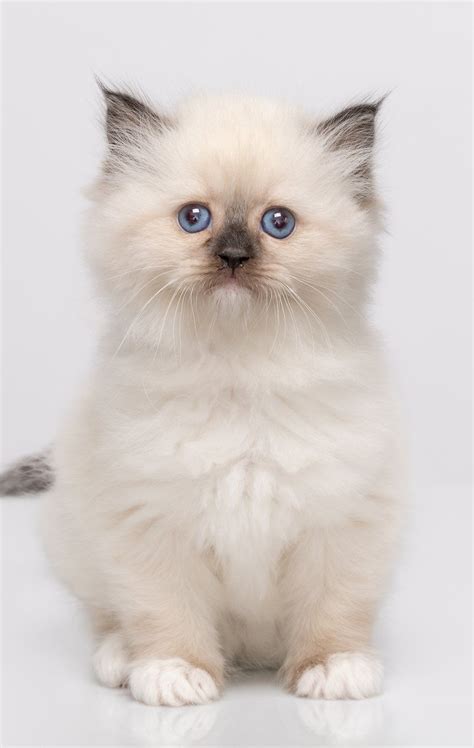 Report Ad. . Hypoallergenic kittens for sale toronto